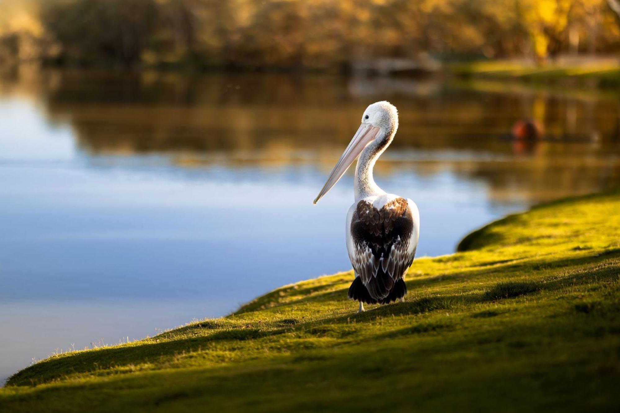 Big4 Renmark Riverfront Holiday Park Bagian luar foto